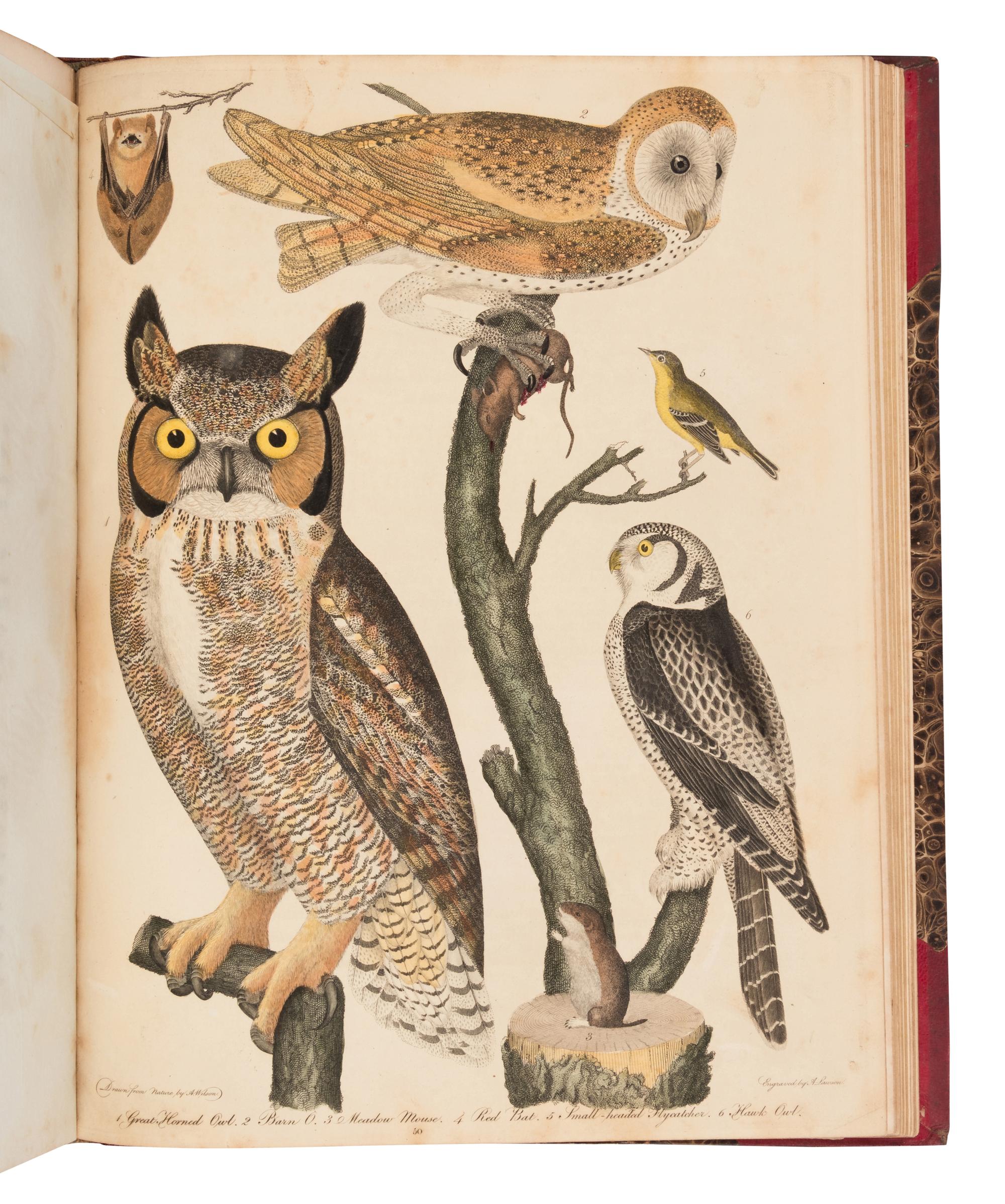 Wilson, Alexander. American Ornithology; or, The Natural History of the Birds of the United States . (With) Bonaparte, Charles Lucian. American Ornithology; Or, the Natural History of Birds Inhabiting the United States. Not Given by Wilson ...