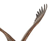 Bald Eagle , edition 16/25