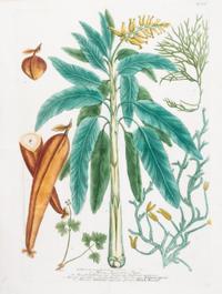 (BOTANY) Curtis, Caleolis Radicibus. Eng. fr. The Botanical Mag (L, 1787). [and] Weinmann, Musa, Banana... Eng. fr. Phytanthoza..R,