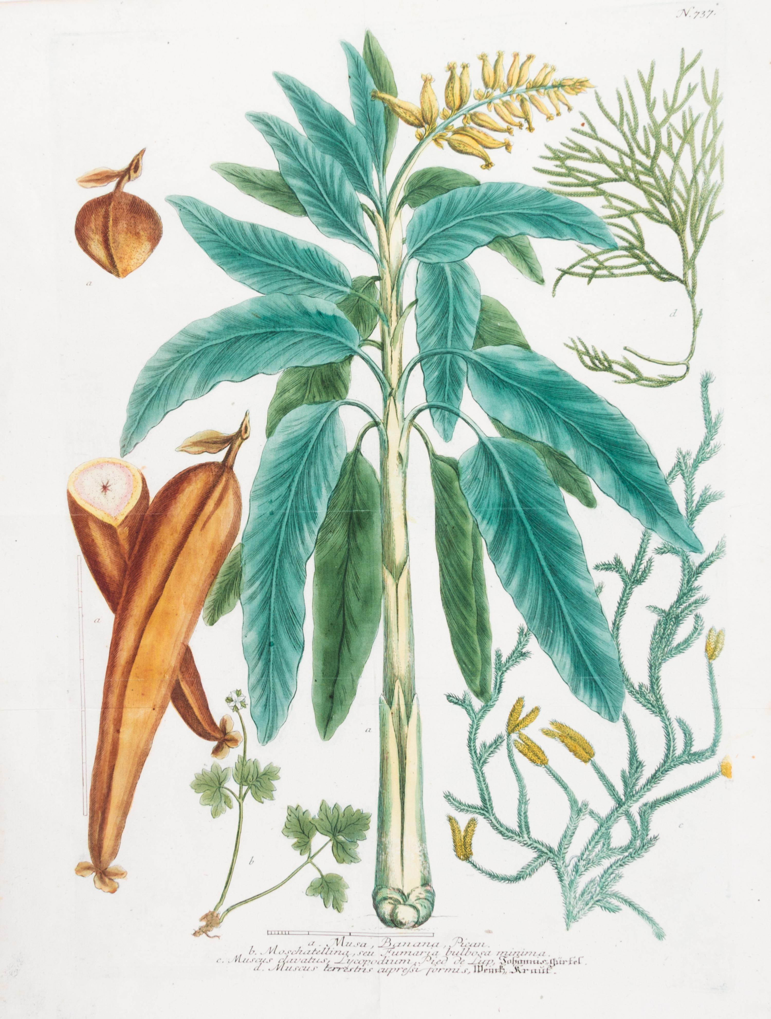 (BOTANY) Curtis, Caleolis Radicibus. Eng. fr. The Botanical Mag (L, 1787). [and] Weinmann, Musa, Banana... Eng. fr. Phytanthoza..R,