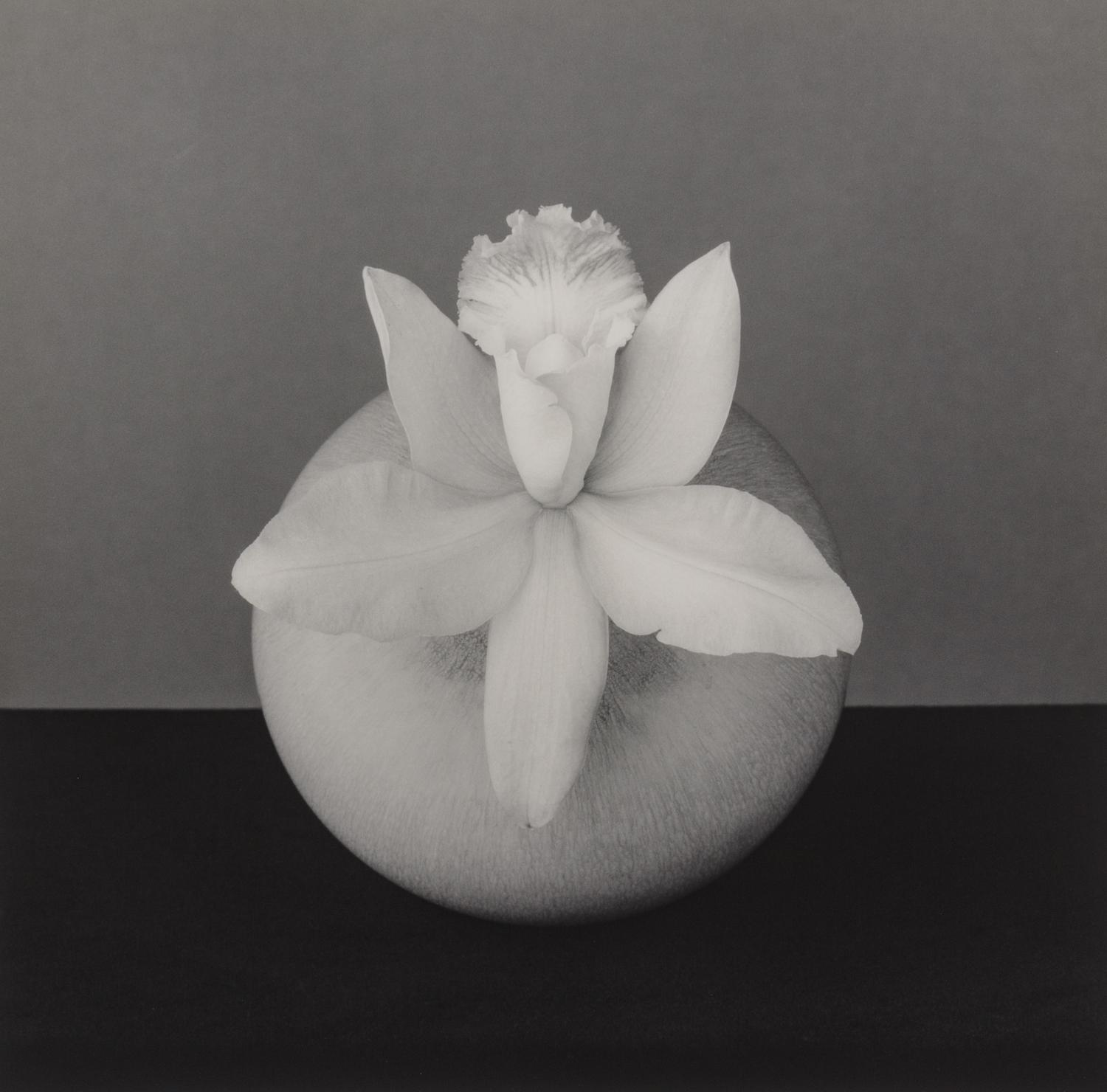 Orchid, 1987
