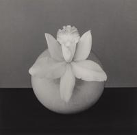 Orchid, 1987
