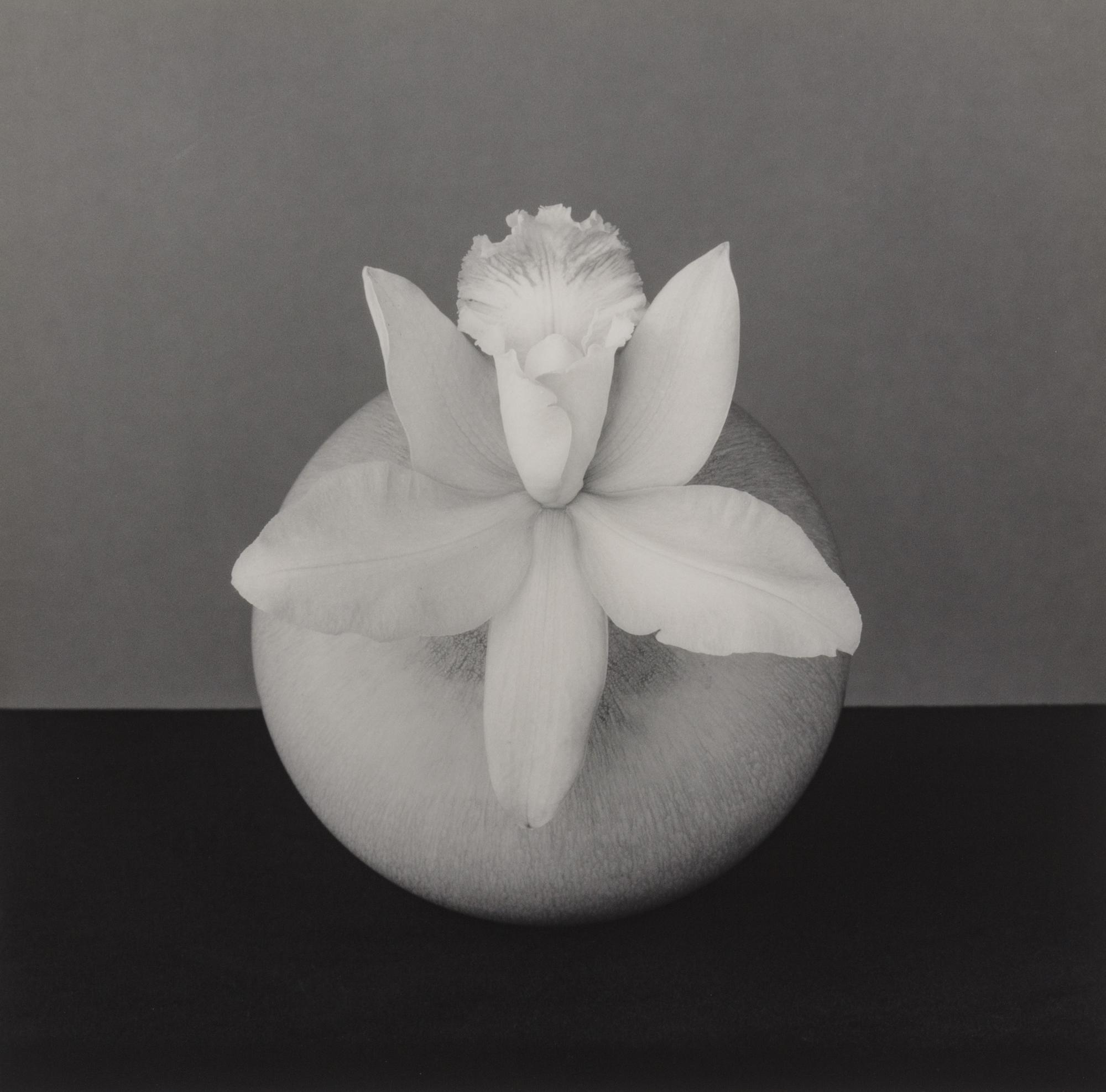 Orchid, 1987