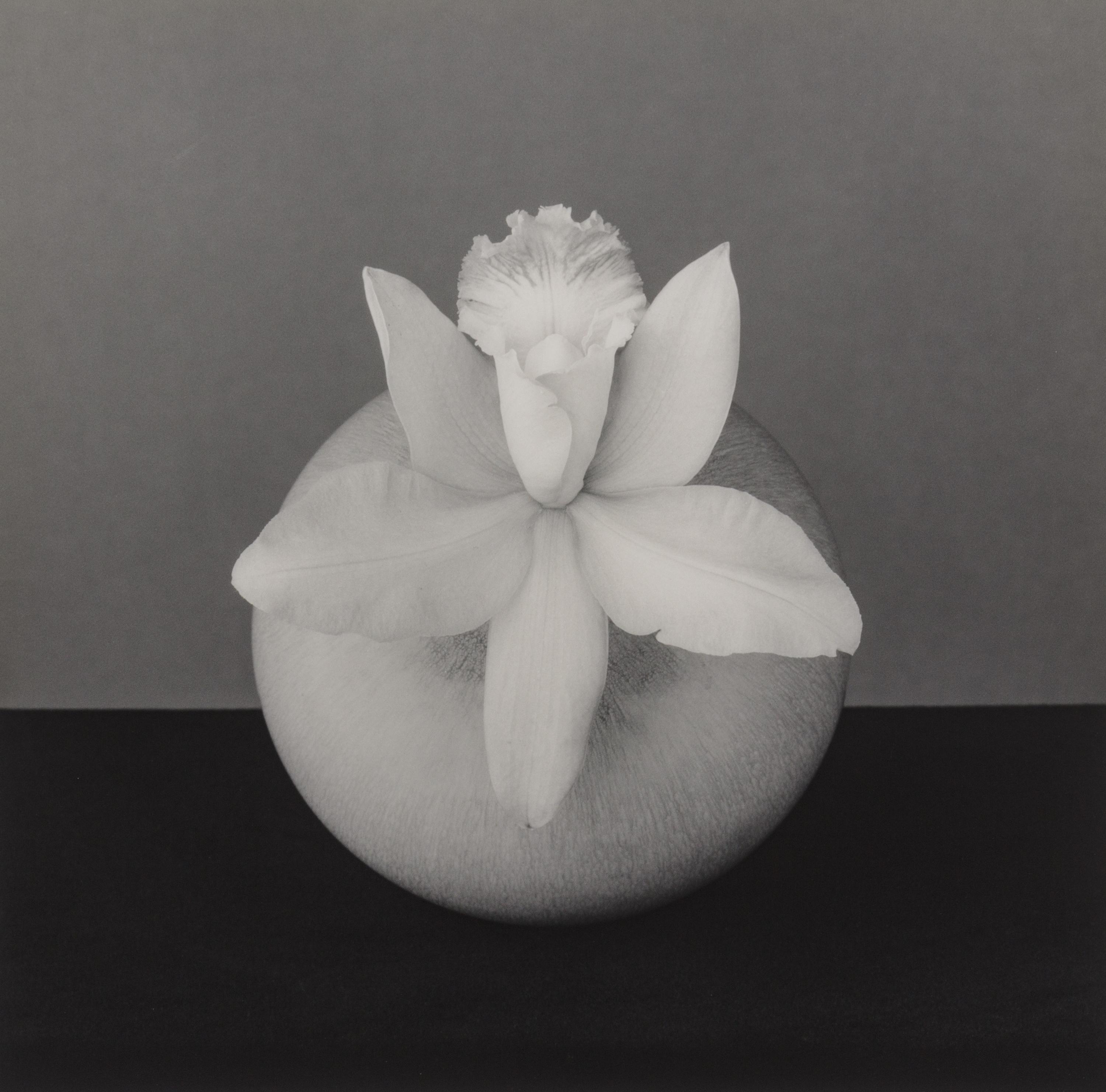 Orchid, 1987