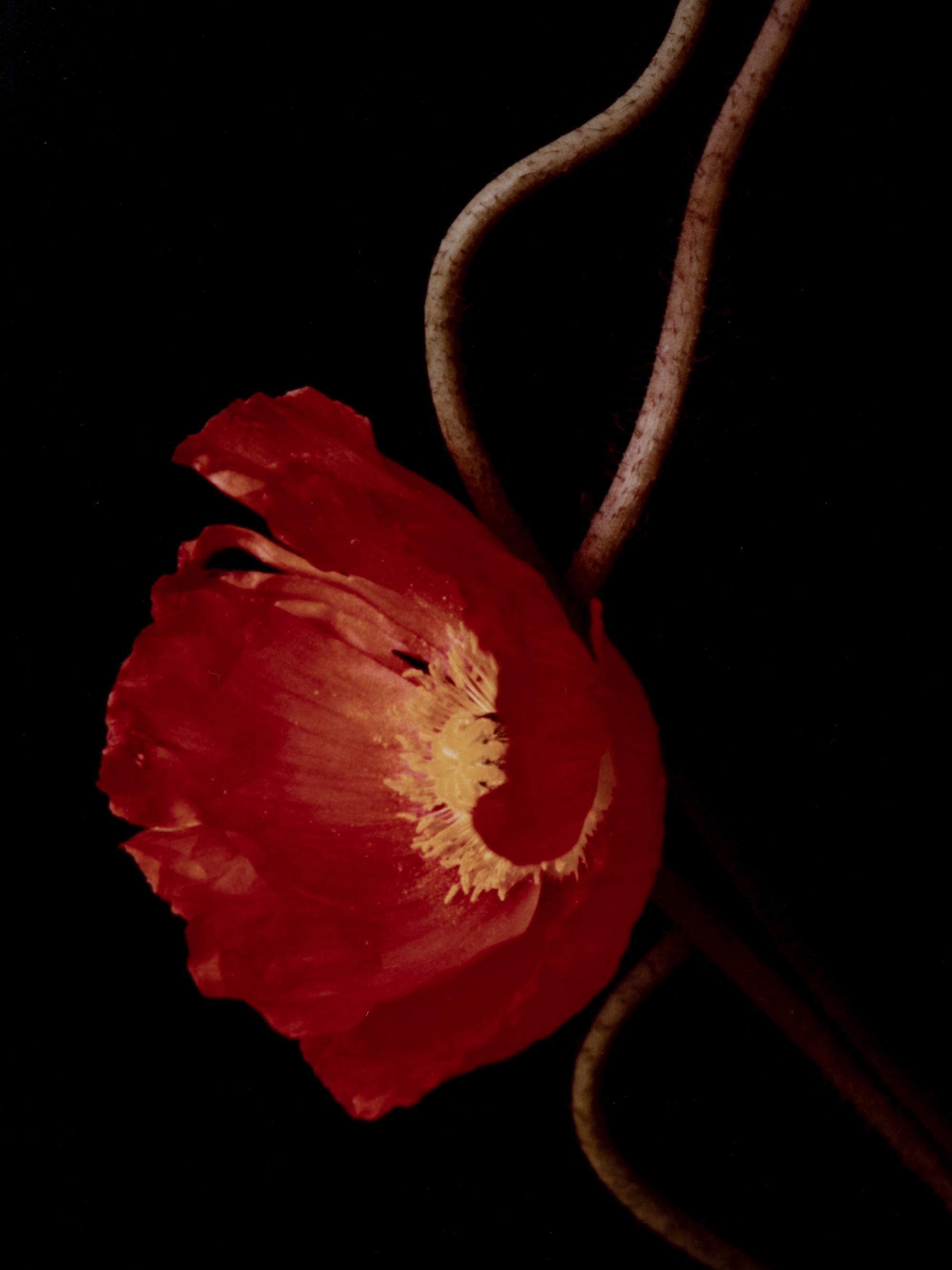 Three Poppies One and Spectrum of Five Poppies One (Pair of Works)