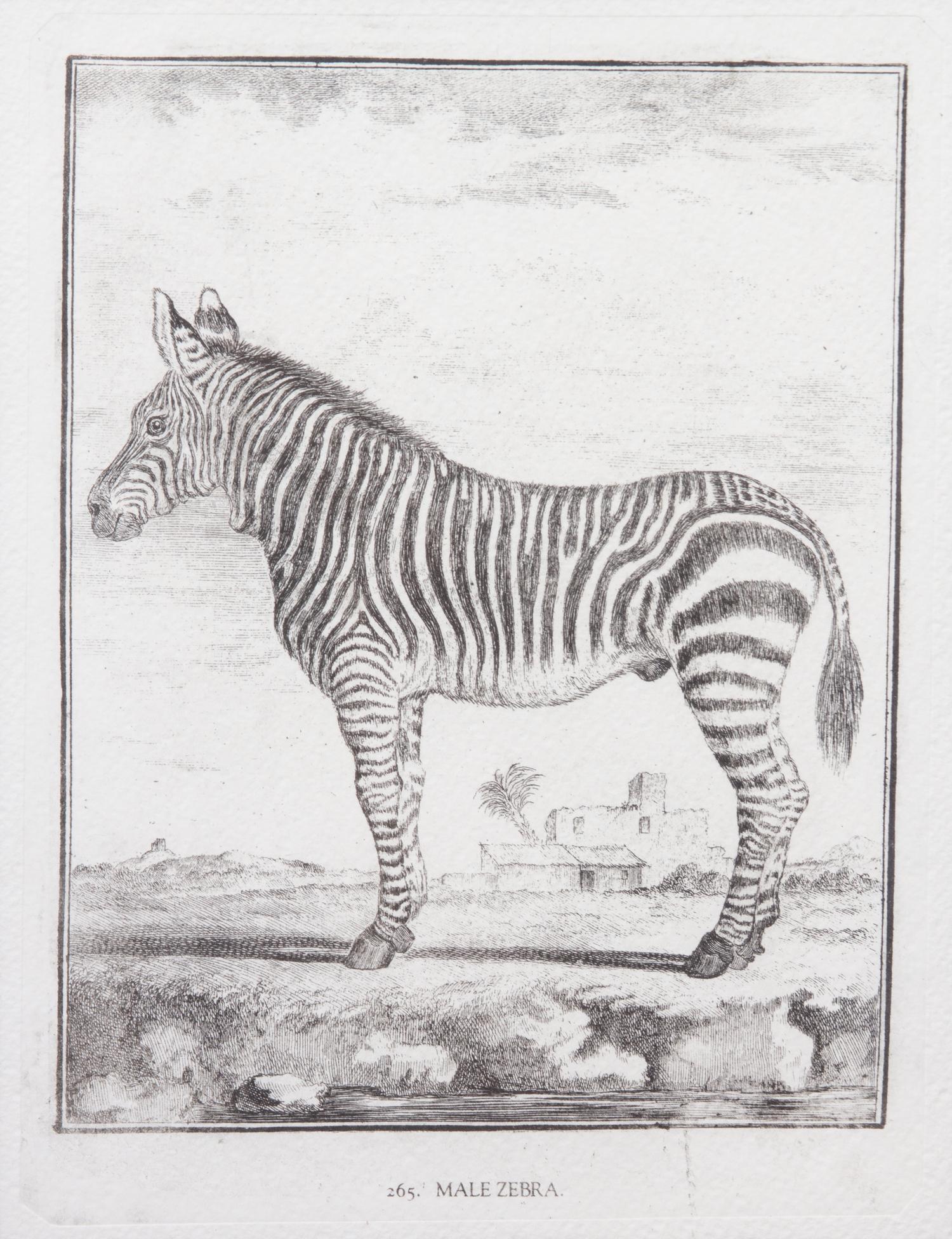 A Collection of Twenty Framed Black & White Animal Prints Framed size 21 3/4 x 19 1/2 inches. — 20TH CENTURY
