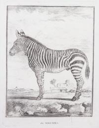 A Collection of Twenty Framed Black & White Animal Prints Framed size 21 3/4 x 19 1/2 inches. — 20TH CENTURY