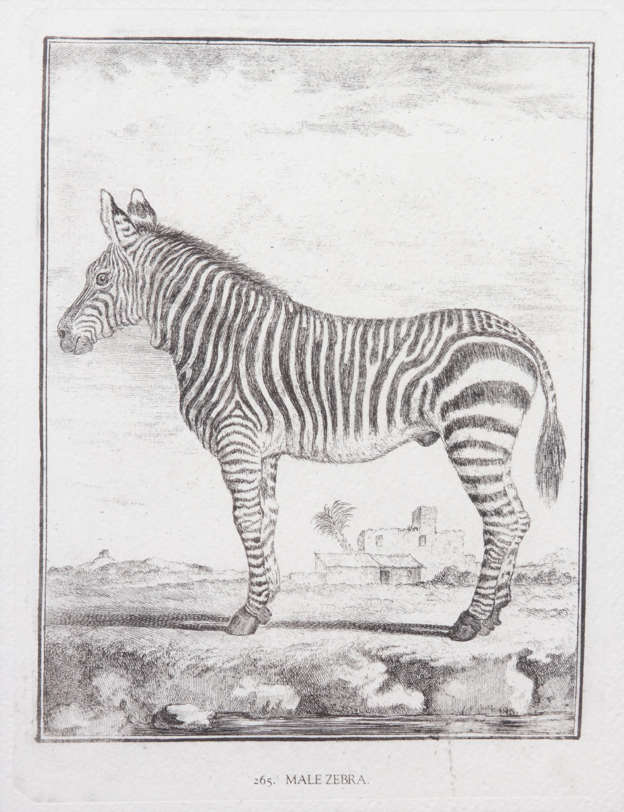 A Collection of Twenty Framed Black & White Animal Prints Framed size 21 3/4 x 19 1/2 inches. — 20TH CENTURY