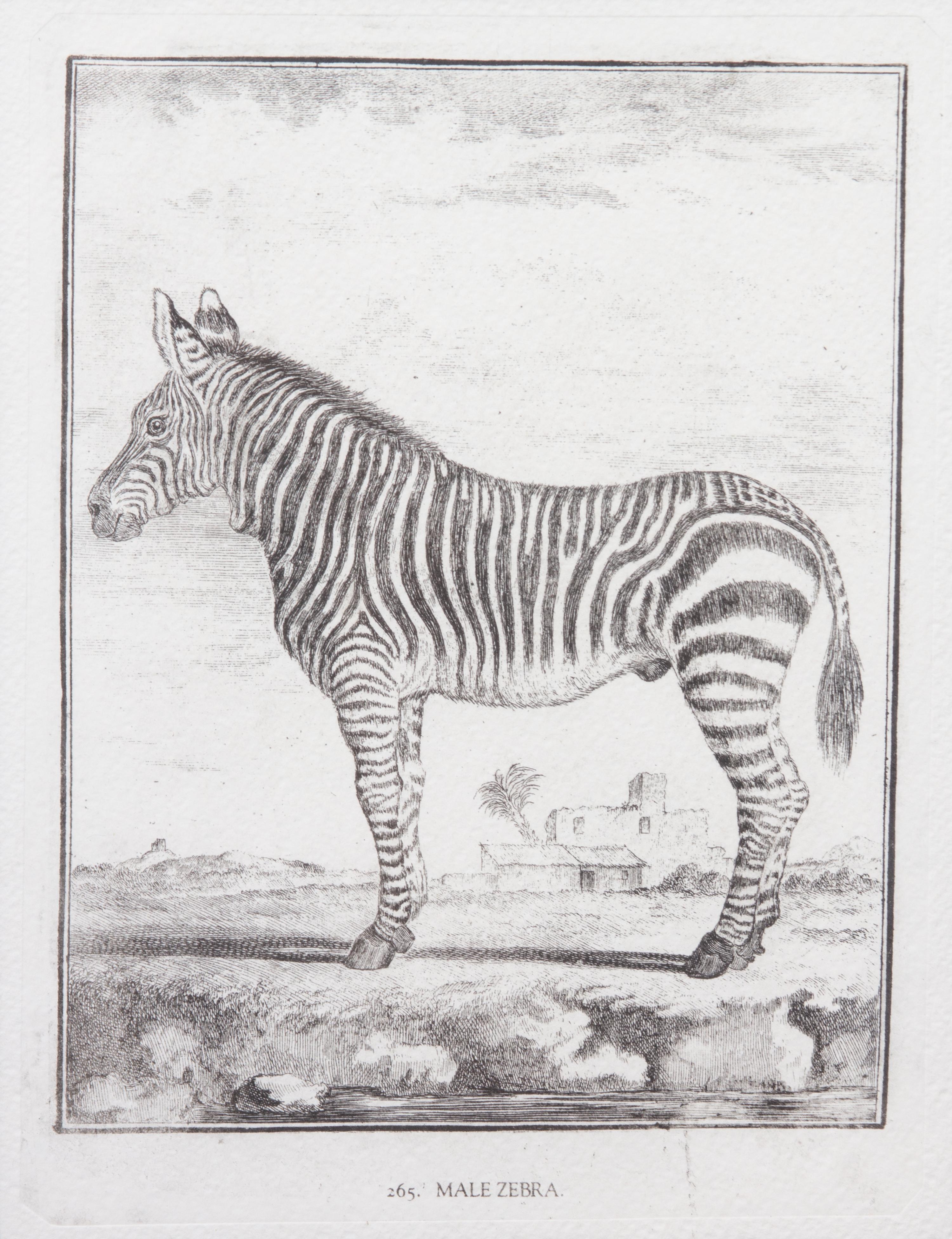 A Collection of Twenty Framed Black & White Animal Prints Framed size 21 3/4 x 19 1/2 inches. — 20TH CENTURY