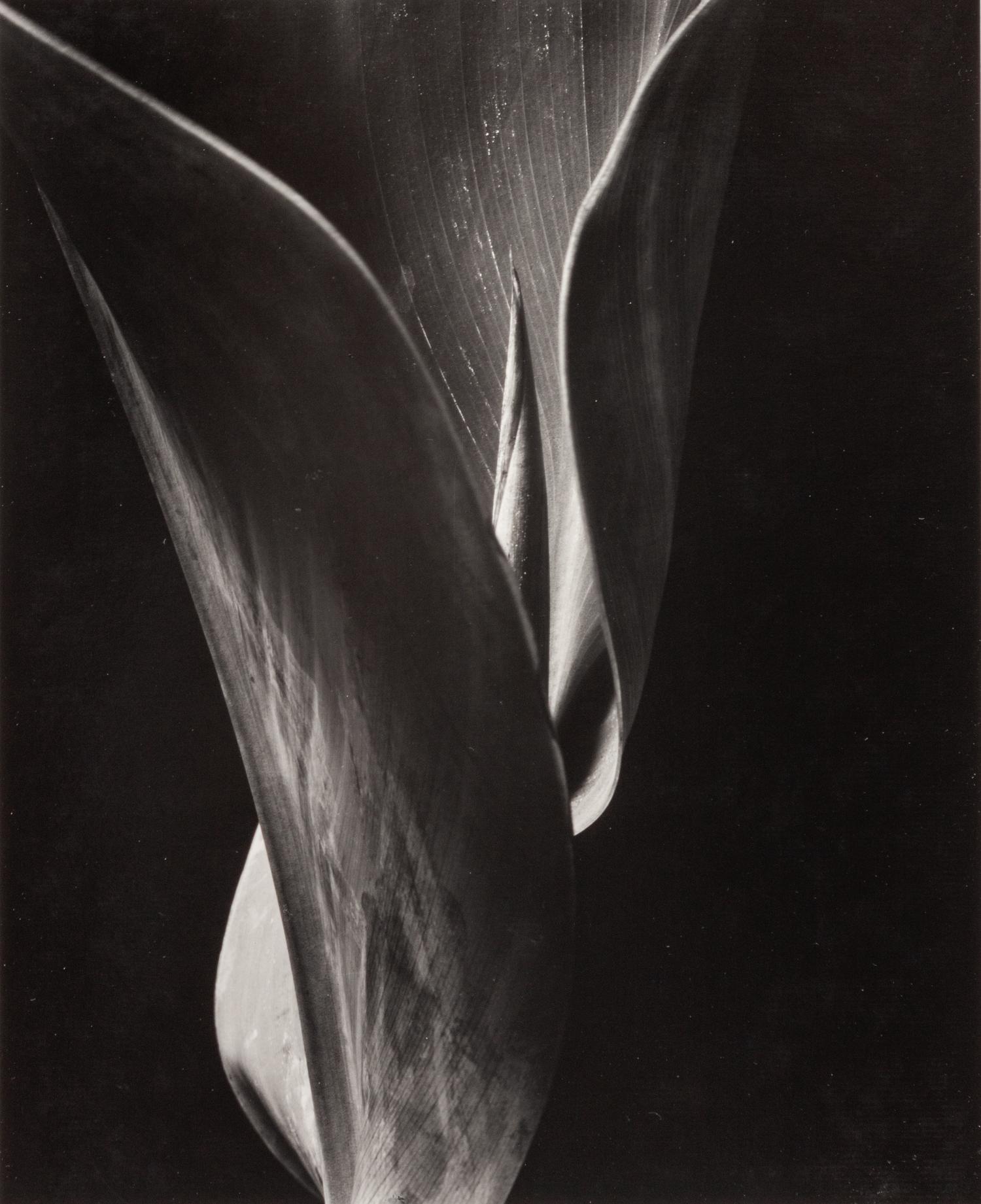 Ten Photographs: California , 1930-1937