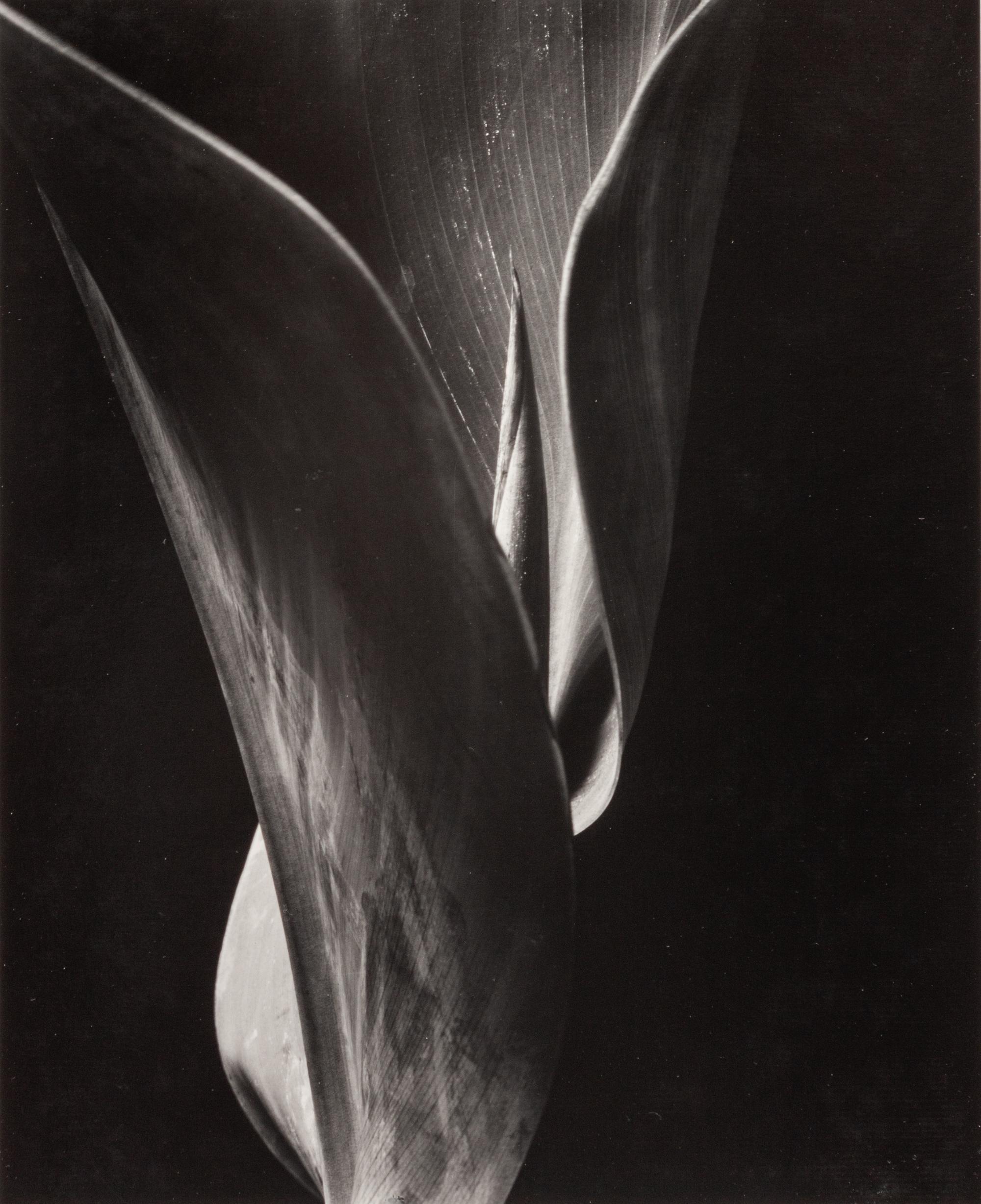 Ten Photographs: California , 1930-1937