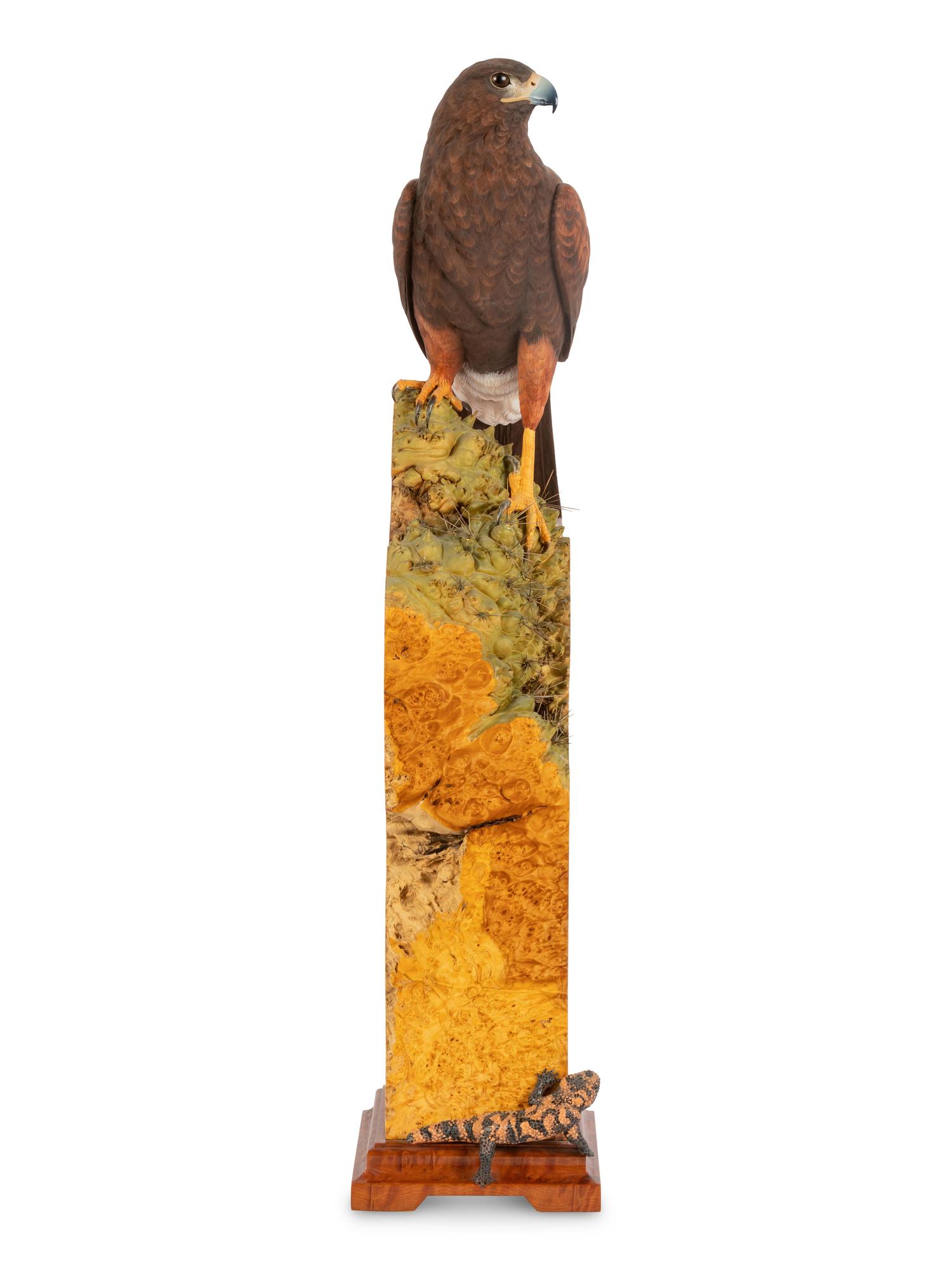 Harris' Hawk - Desert Arrow