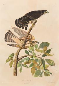 After John James Audubon (American, 1785-1851)