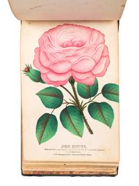[SALESMAN'S CATALOGUE]. Nurseryman's Plant Catalog. Rochester, NY: for J. W. Thompson & Co., ca 1880.
