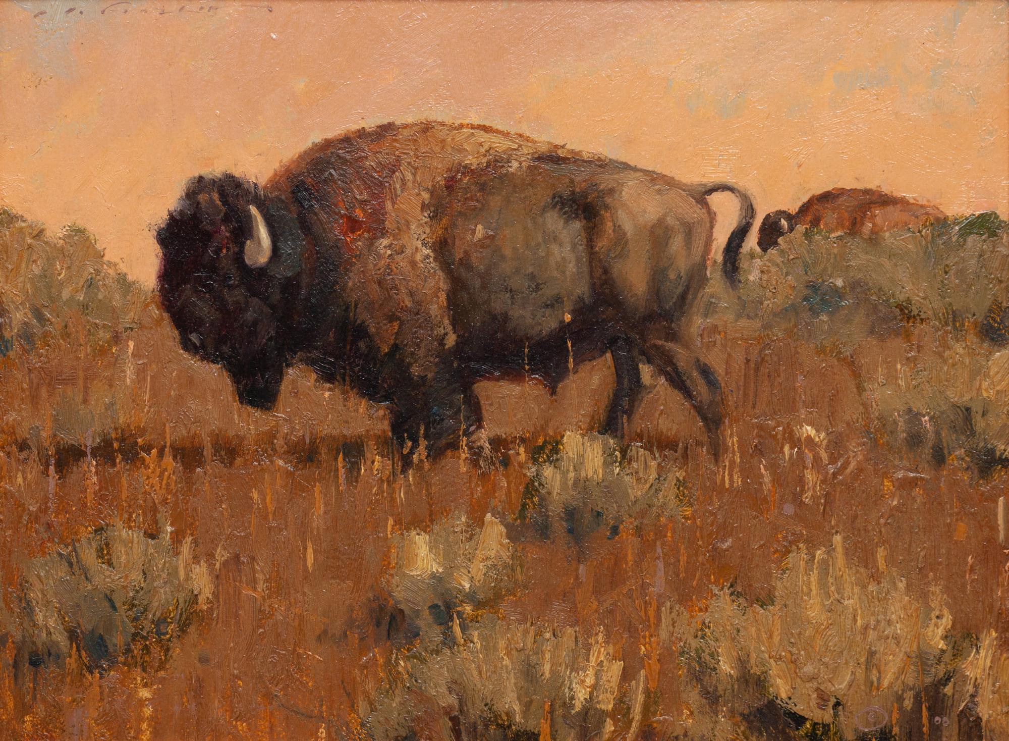 Plains Buffalo