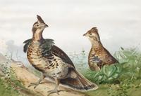 Alexander Pope Jr., (American, 1849-1924), chromolithograph Upland Game Birds and Waterfowl of the United States portfolio of 22 prints