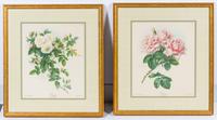 A Group of Botanical Prints 13 1/4 x 11 1/4 inches. — AFTER PAUL DE LONGPRE (FRENCH, 1855-1911)