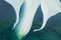 White Lily