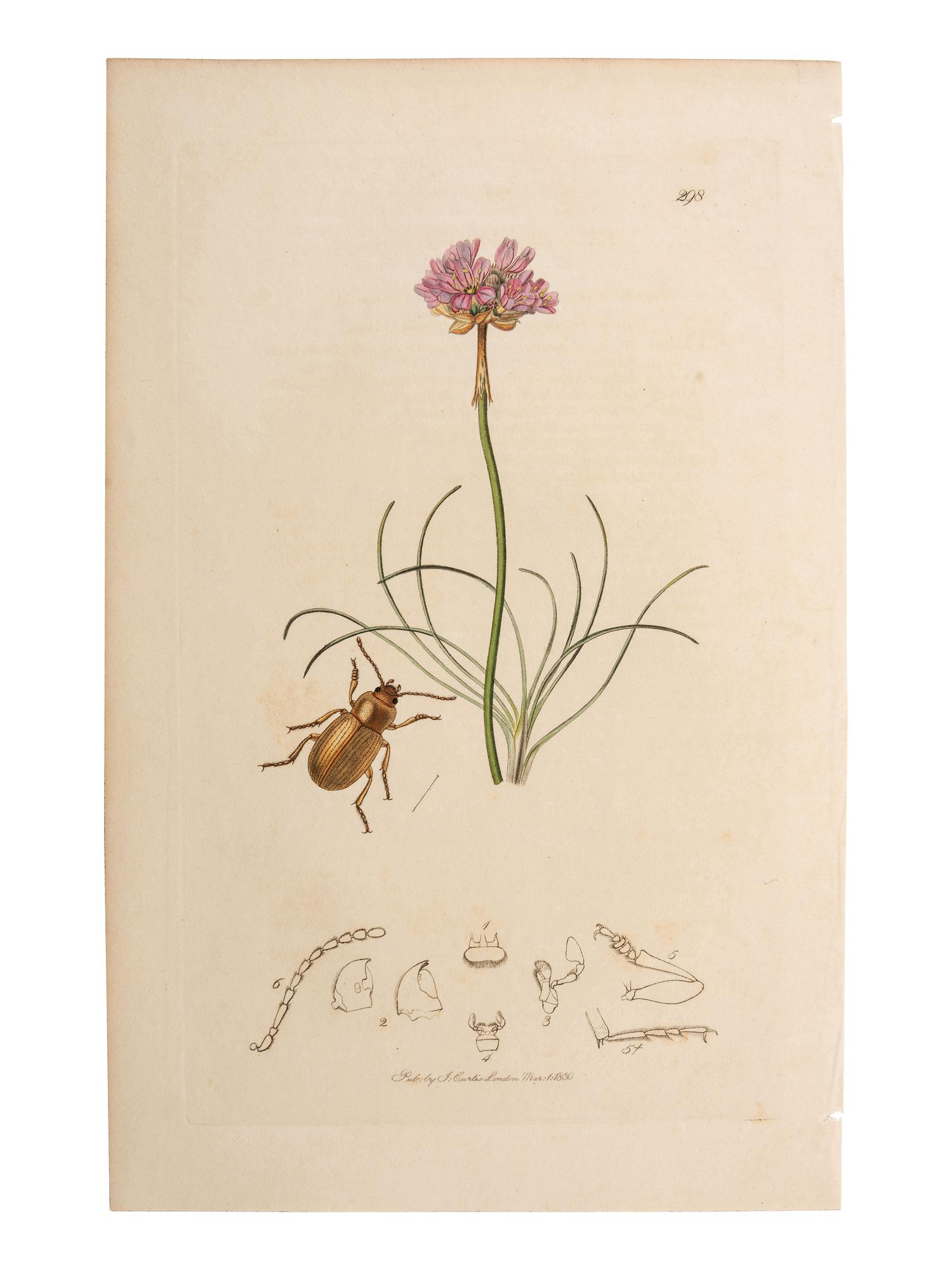 A Collection of Hand-Colored Ornithology and Entomology Engravings