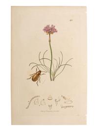 A Collection of Hand-Colored Ornithology and Entomology Engravings