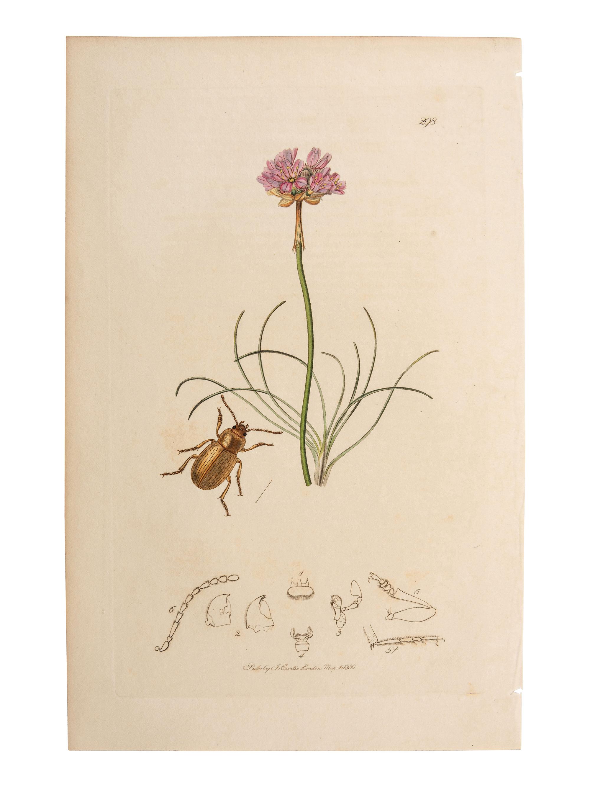 A Collection of Hand-Colored Ornithology and Entomology Engravings