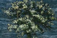 Oak Tree at Snape , 2000