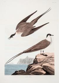 (AUDUBON, JOHN JAMES, after) HAVELL, ROBERT. Fork-Tailed Petrel, from The Birds of America, 1834.
