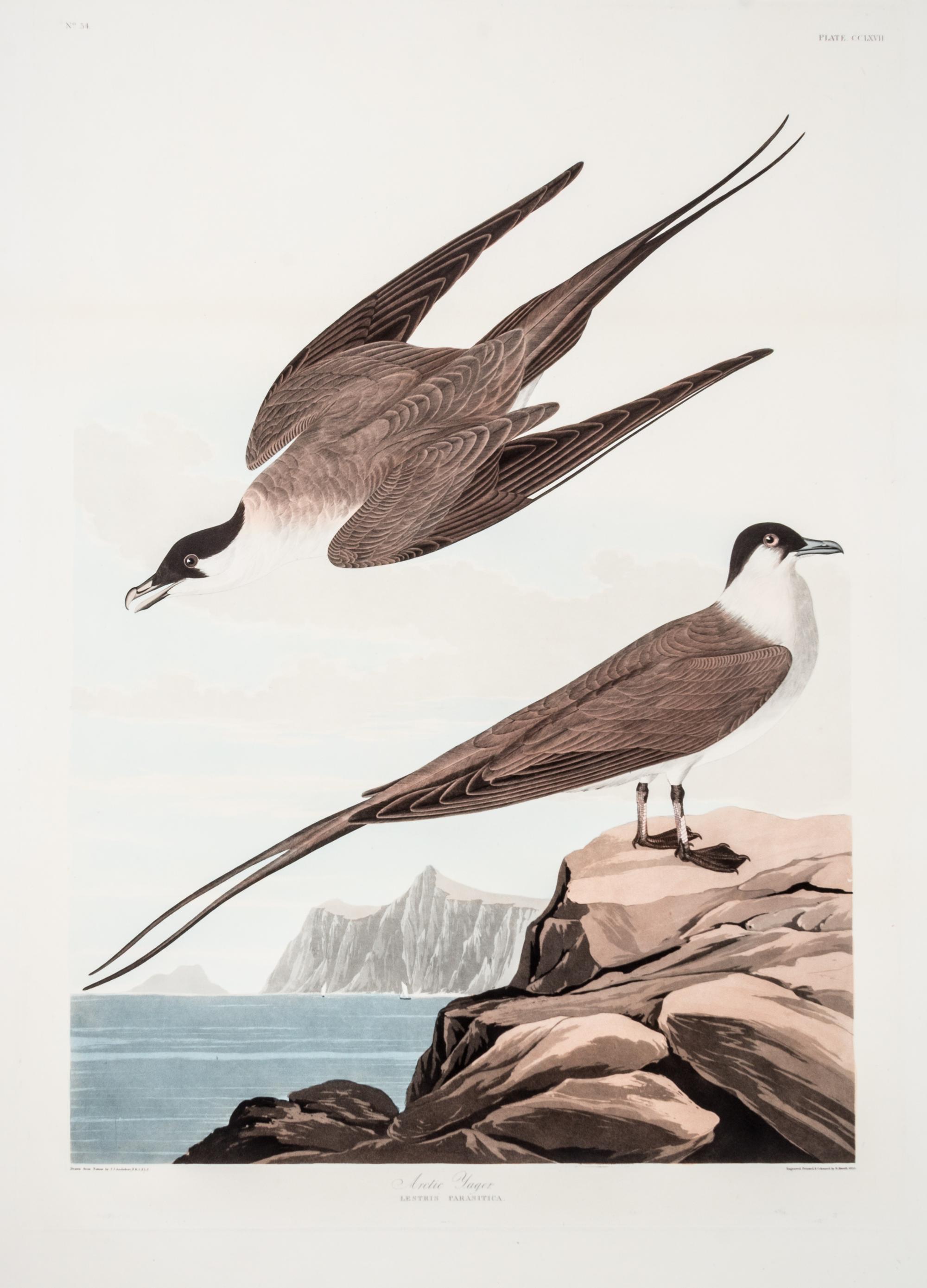 (AUDUBON, JOHN JAMES, after) HAVELL, ROBERT. Fork-Tailed Petrel, from The Birds of America, 1834.