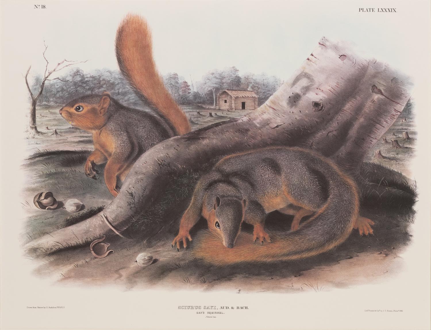 After John James Audubon (American, 1785-1851)