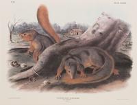 After John James Audubon (American, 1785-1851)