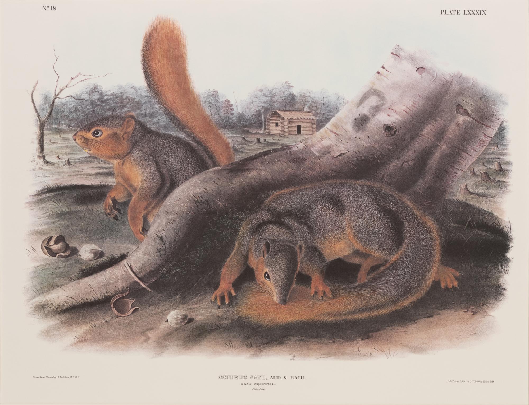 After John James Audubon (American, 1785-1851)