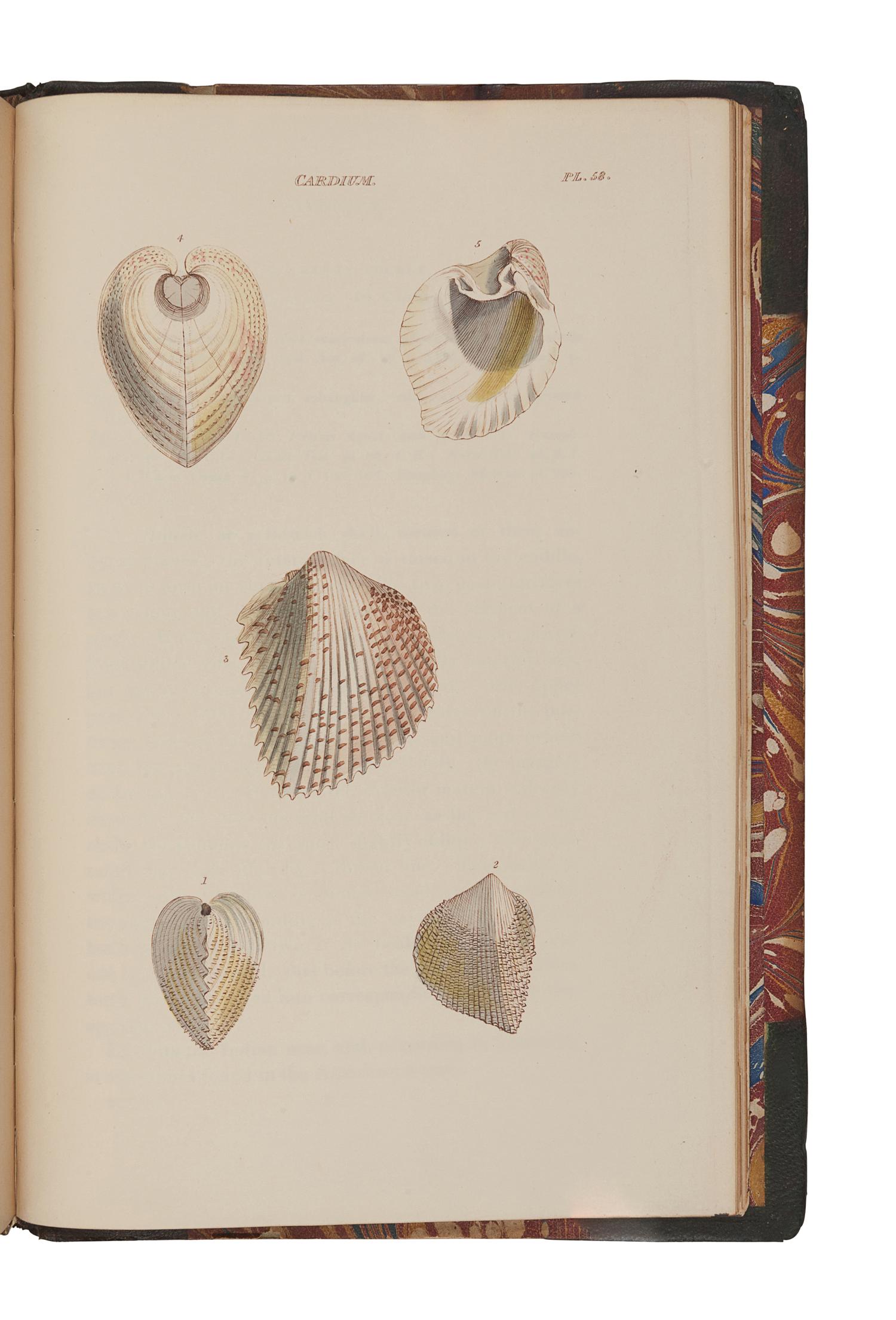 WOOD, William (1774-1857). General Conchology; or a Description of Shells, arranged according to the Linnean System . London: for John Booth, 1835.