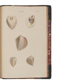 WOOD, William (1774-1857). General Conchology; or a Description of Shells, arranged according to the Linnean System . London: for John Booth, 1835.