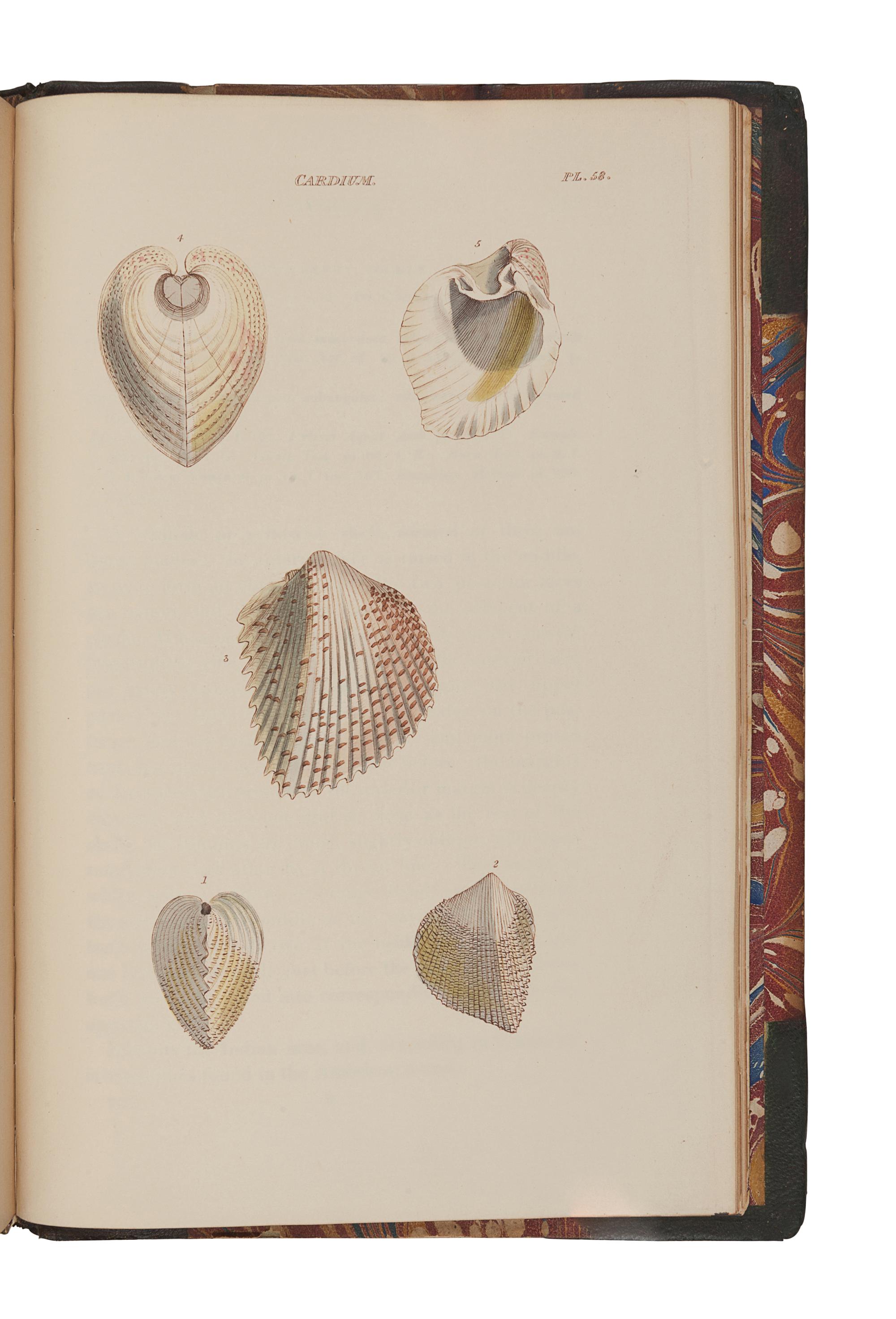 WOOD, William (1774-1857). General Conchology; or a Description of Shells, arranged according to the Linnean System . London: for John Booth, 1835.