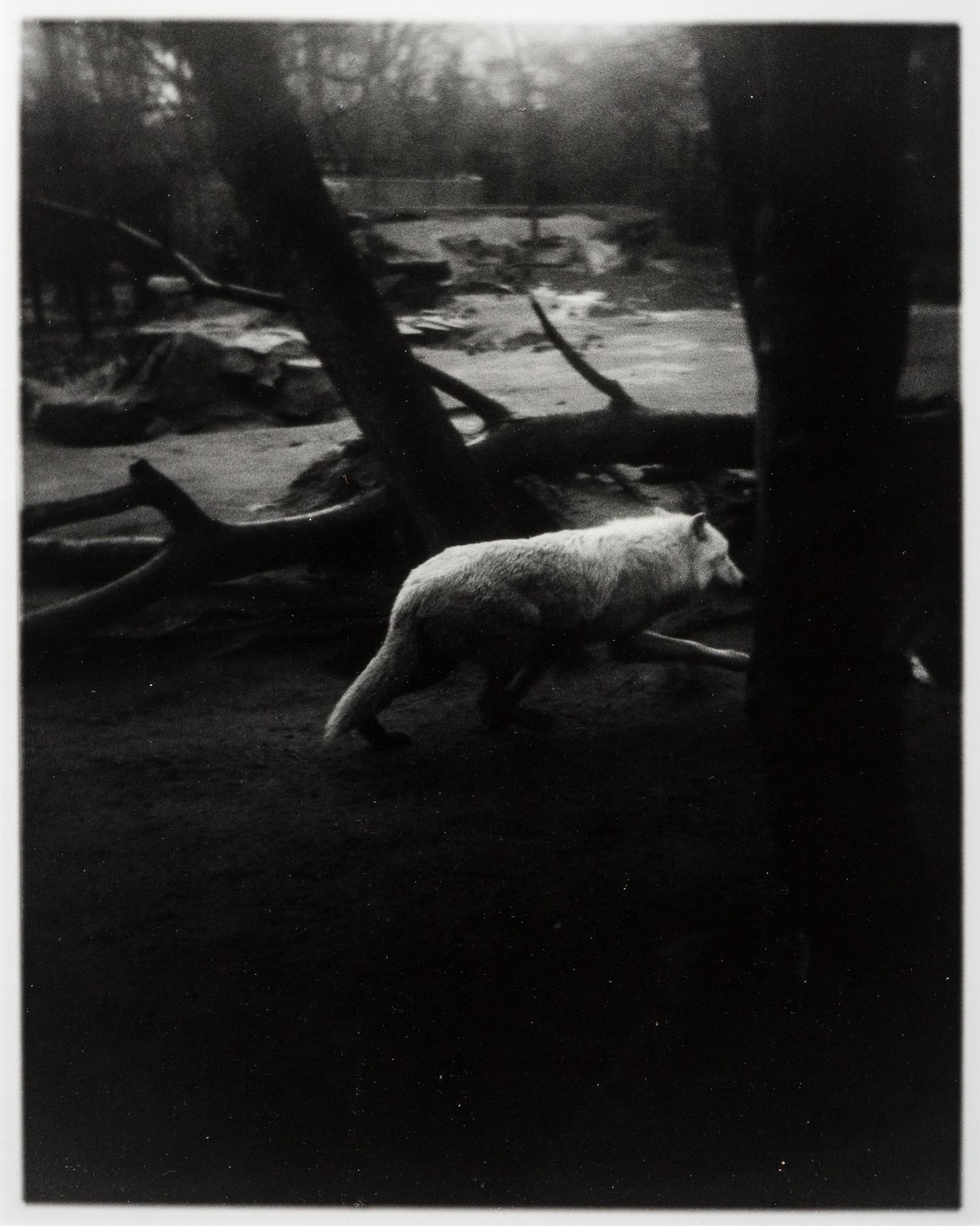 News of The Wolf (1) (Berlin Zoo)