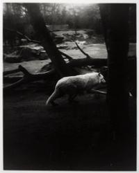 News of The Wolf (1) (Berlin Zoo)