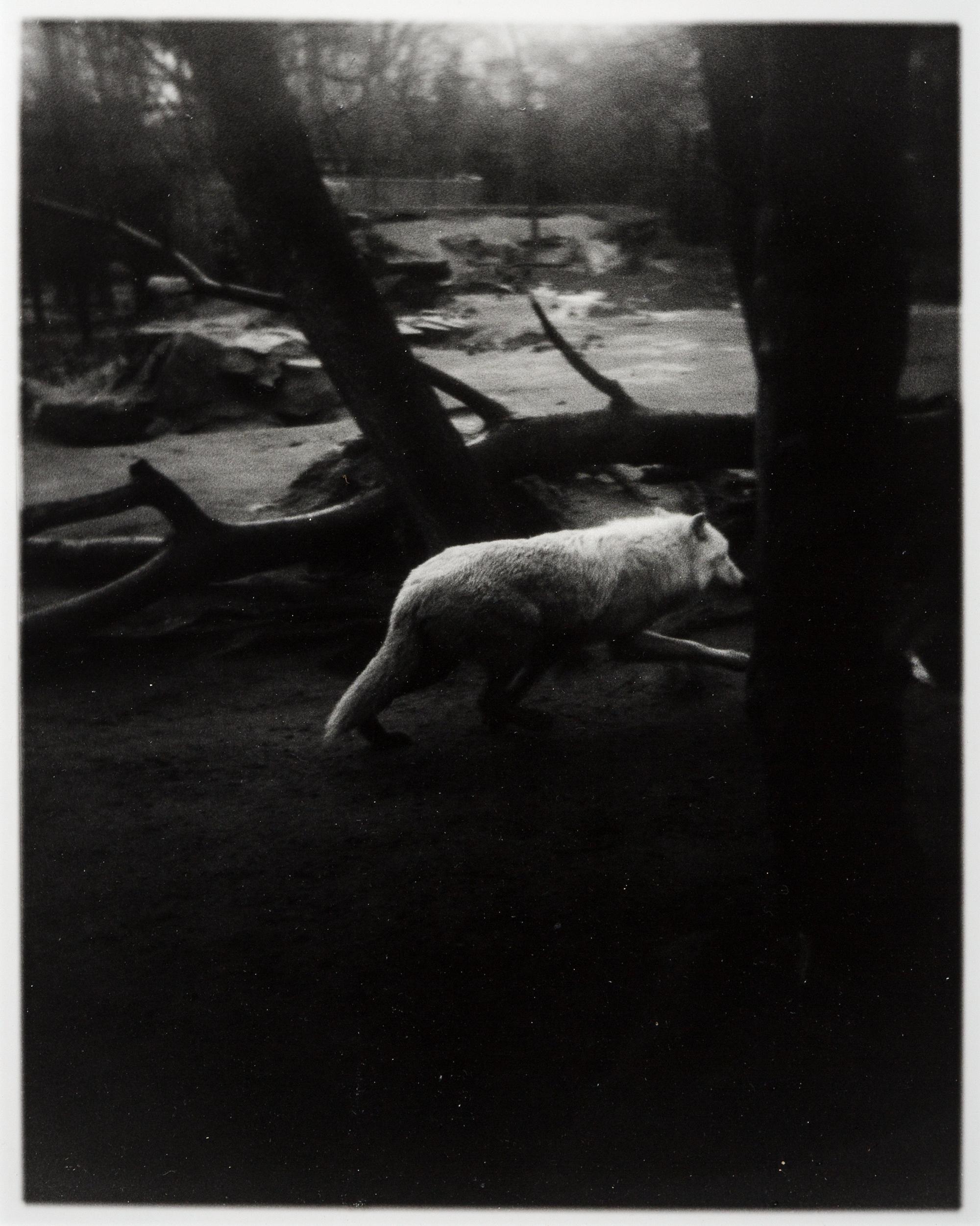 News of The Wolf (1) (Berlin Zoo)