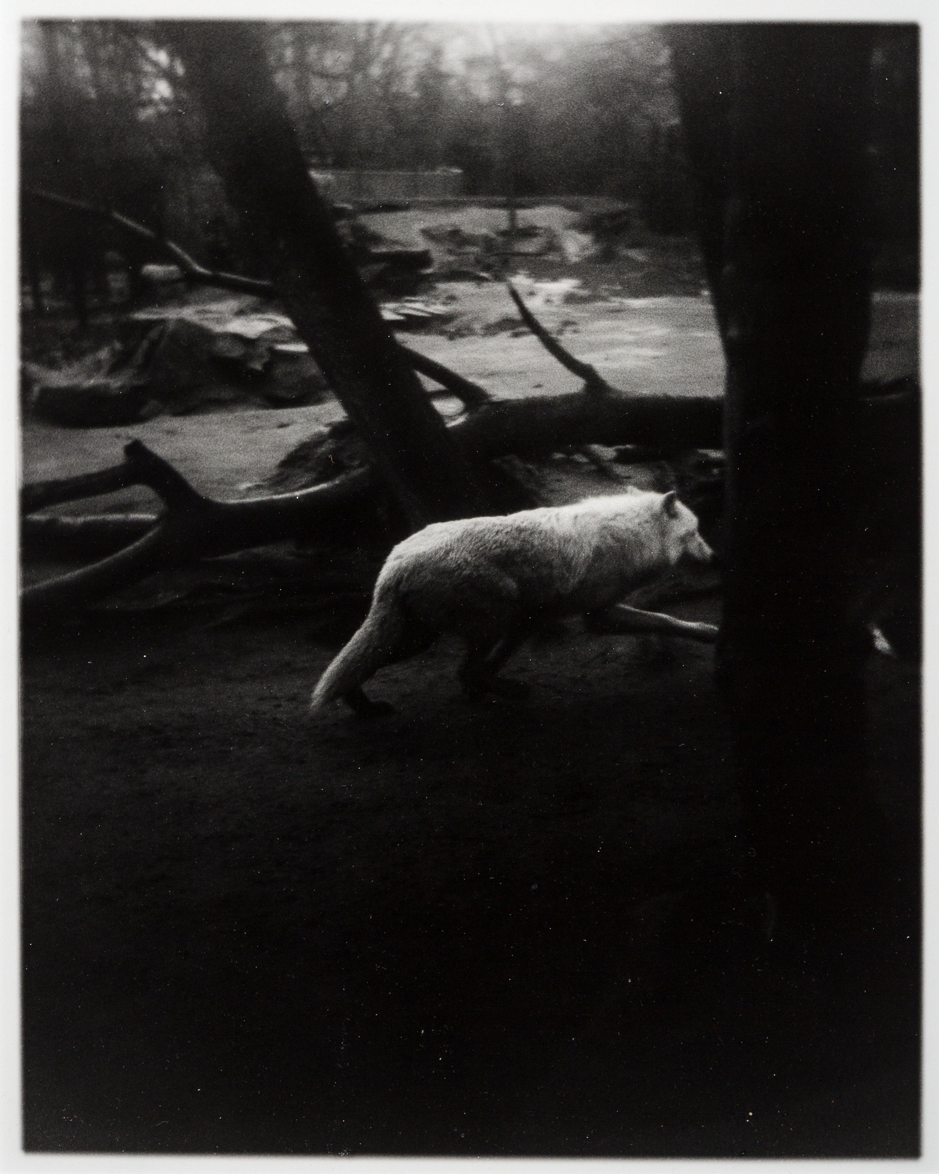 News of The Wolf (1) (Berlin Zoo)