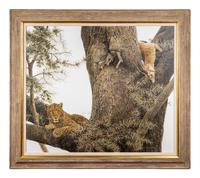 Leopard and Thomson Gazelle Kill