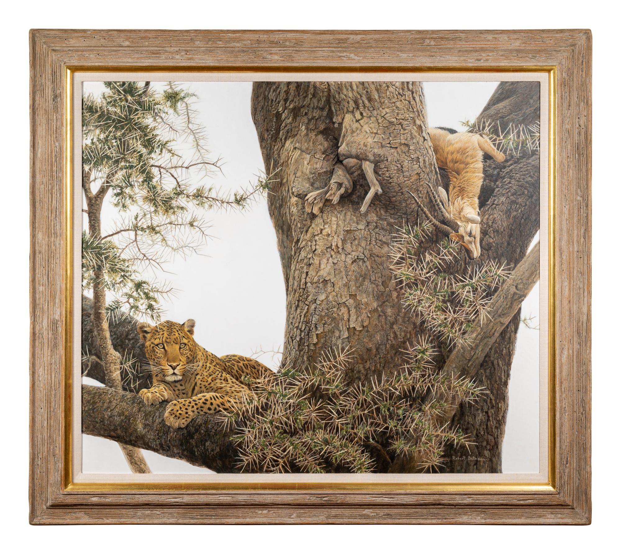 Leopard and Thomson Gazelle Kill