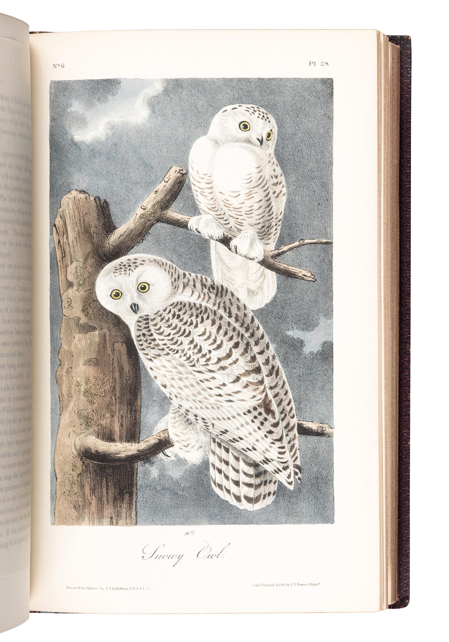 AUDUBON, John James (1785-1851). The Birds of America, from Drawings Made in the United States and their Territories . New York: J.J. Audubon; Philadelphia: J.B. Chevalier, [1839-] 1840-1844.