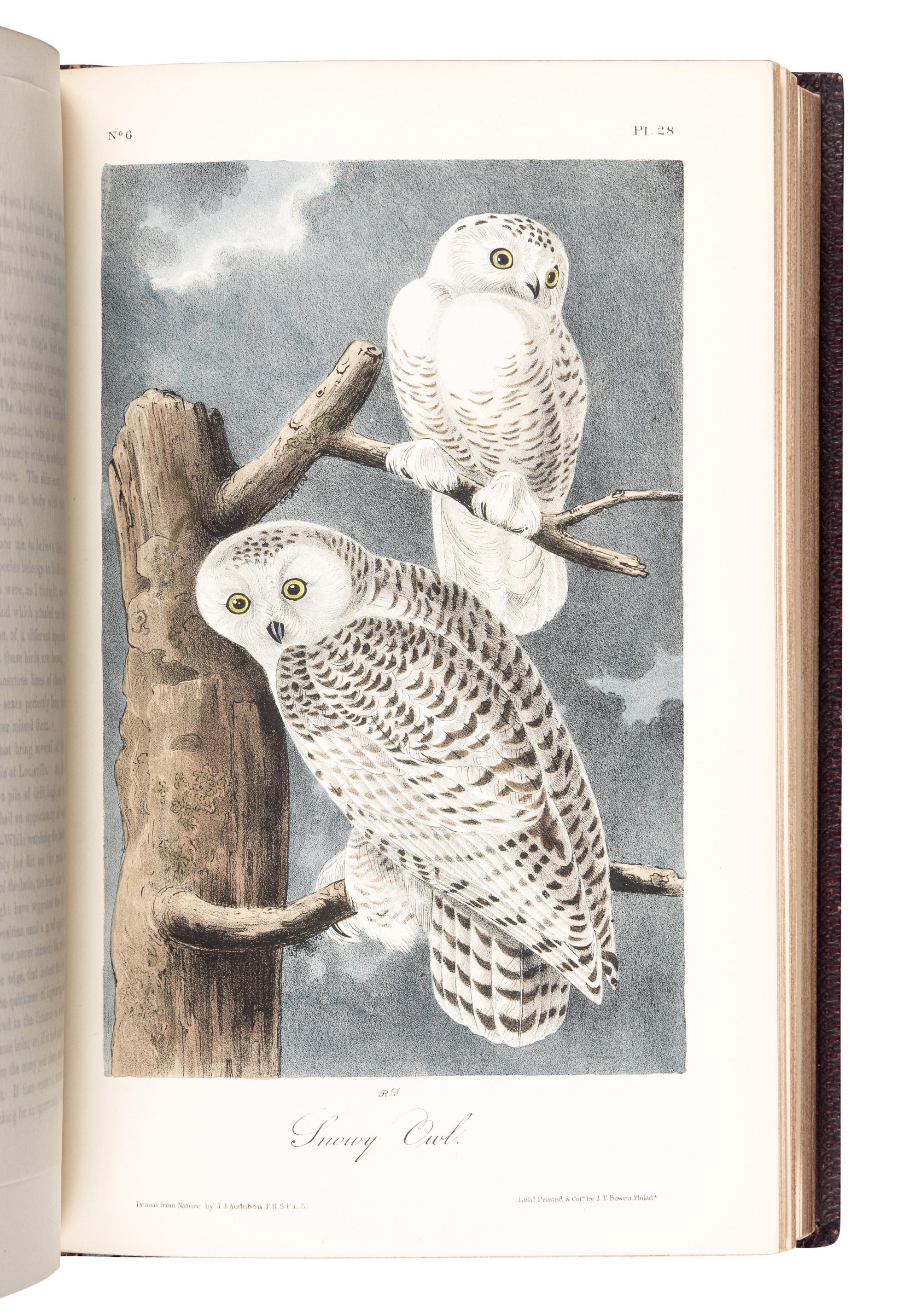AUDUBON, John James (1785-1851). The Birds of America, from Drawings Made in the United States and their Territories . New York: J.J. Audubon; Philadelphia: J.B. Chevalier, [1839-] 1840-1844.