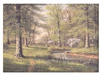 Beech Trees