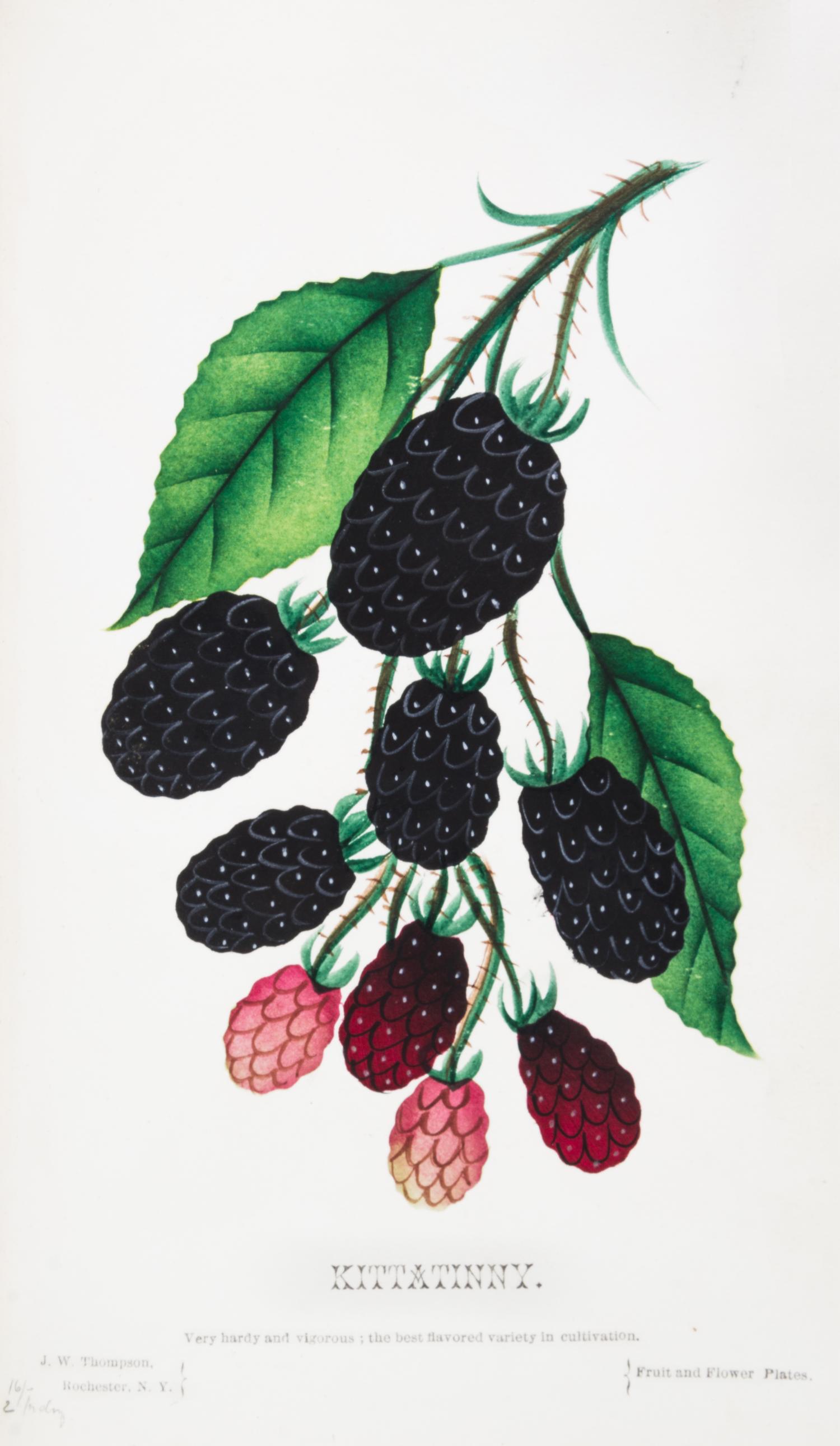 (BOTANY) Collection of 111 chromolithographs of fruit and flowers from [Nursery Specimens, c. 1880].