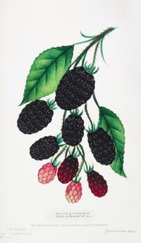 (BOTANY) Collection of 111 chromolithographs of fruit and flowers from [Nursery Specimens, c. 1880].