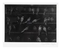 Birds, Mexico, 1965; printed 1990