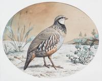 Three Miscellaneous Wildfowl Pictures Largest framed 12 x 15 inches. — 20TH CENTURY