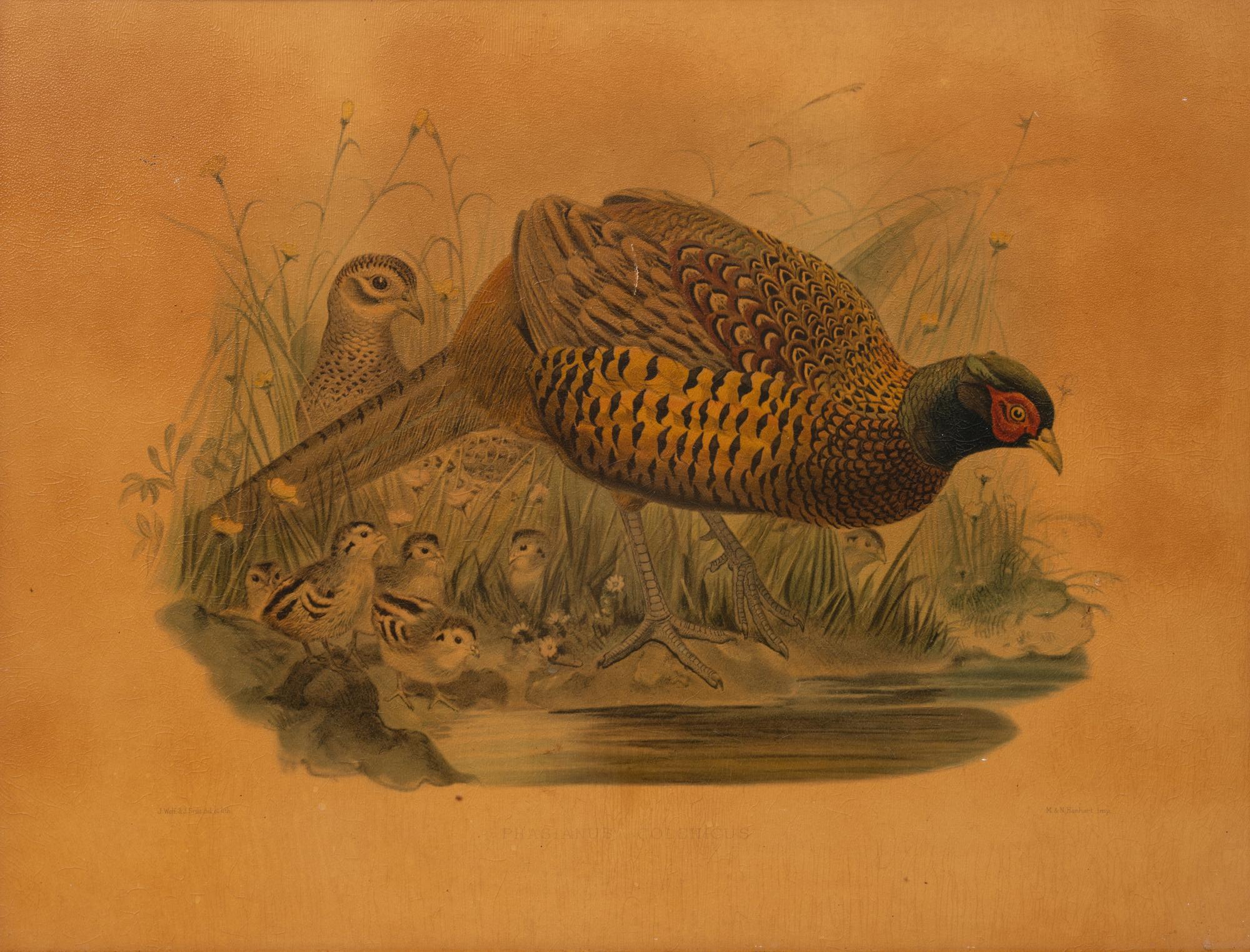 A Pair of Pheasant Prints (19th/20th Century)