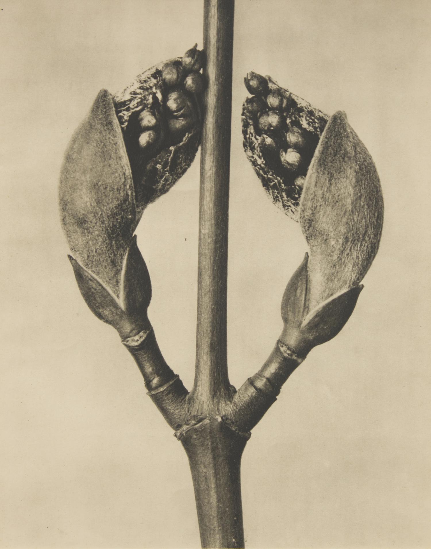 A Set of 8 Botanical Prints