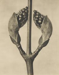 A Set of 8 Botanical Prints